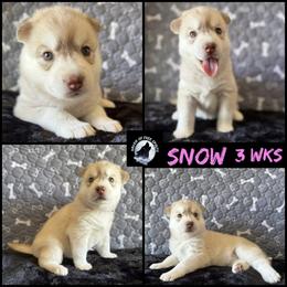Snow - Red and white female Siberian Husky puppy in Fairborn, Ohio from Haven of Free Spirits