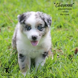 Australian Shepherd, Miniature American Shepherd, Miniature Australian Shepherd, and Toy Australian Shepherd Puppies from TK Standard, Mini, & Toy Aussies