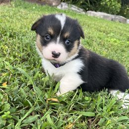 Charlie - White and black female Pembroke Welsh Corgi puppy in Fayetteville, Tennessee from Sulphur Springs Corgis