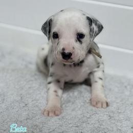 Beta- Aqua collar - White and black female Dalmatian puppy in Whitwell, Tennessee from Rock a Dalmatian “RockADal”