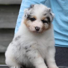 Australian Shepherd Puppies from Mezzo Australian Shepherds