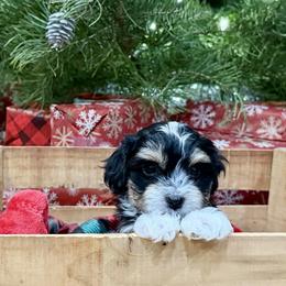 Moose - Black and tan brindle male Havanese puppy in Hamilton, Michigan from Our little Havanese