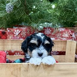 Moose - Black and tan brindle male Havanese puppy in Hamilton, Michigan from Our little Havanese