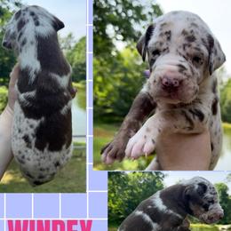 Windex - Chocolate female Great Dane puppy in Wellsville, New York from Prophecy Danes
