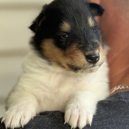 Daisy - Black white and tan female Collie puppy in Genoa, Ohio from Pyman Collies
