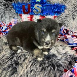Squash - Black tan and white male Siberian Husky puppy in Folsom, Louisiana from Geaux Fluffy