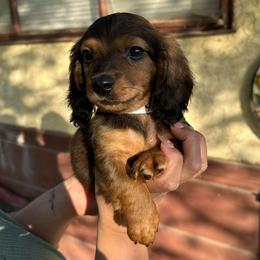 Willy - Sable male Dachshund puppy in Bakersfield, California from Rosey Dachshund