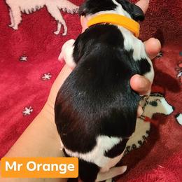 Mr Orange's day old pics - Black white and tan male English Springer Spaniel puppy in Montville, Connecticut from Hillside Springs Farm