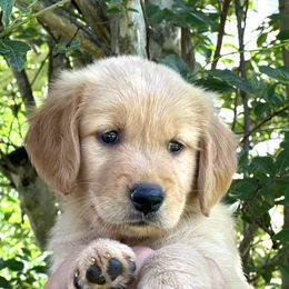 Golden Retriever Puppies from Carolina Breeders Family