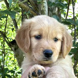 Golden Retriever Puppies from Carolina Breeders Family