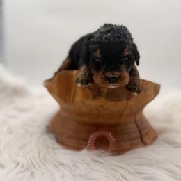 Florida Man - Phantom male Bernedoodle puppy in Ocala, Florida from Bernedoodles of Florida