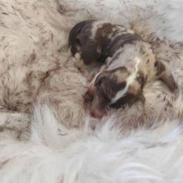 Boy 5 - Red merle male Aussiedoodle puppy in Apache Junction, Arizona from Loving Doodle