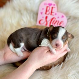 Saturday - Red tri-color male Aussiedoodle puppy in Lancaster, Minnesota from Finney Ranch