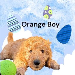 Orange Boy - Apricot Poodle puppy in Keedysville, Maryland from Sunshine Red Standard Poodles