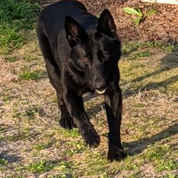 Ash - German Shepherd