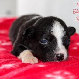 Dolly - Black tri-color female Australian Shepherd puppy in Crane, Missouri from Westrip Angus & Aussies