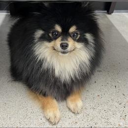 Ellie - AKC registered - not for breeding - Black and tan female Pomeranian puppy in Jefferson City, Missouri from MJ’s Pomeranians