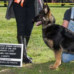 German Shepherds from Debbie Kaser's German Shepherds