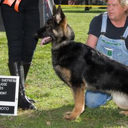 German Shepherds from Debbie Kaser's German Shepherds