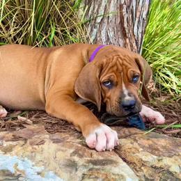 Shannon Purple Collar - Reddish brown female Boerboel puppy in Florida from CLAD Guard Boerboels