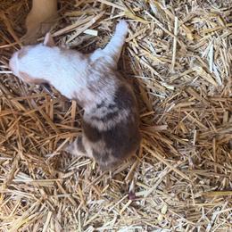 Boy 4 - Red merle and white male American Corgi puppy in Sequatchie, Tennessee from Green Star Farm Corgis