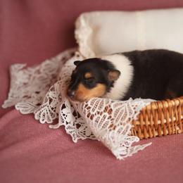 Empress - Black white and tan female Collie puppy in Blacksburg, Virginia from Blackberry Hills Cattle dogs and Collies