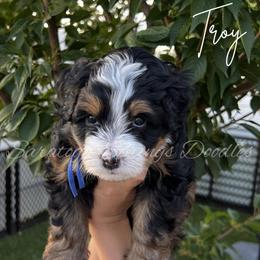 Troy - Tri-color male Bernedoodle puppy in Saratoga Springs, Utah from Saratoga Springs Doodles