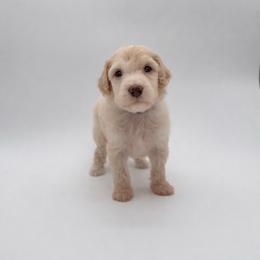 Eddie- Blue - Cream male Aussiedoodle puppy in West Monroe, Louisiana from Diamond M Poodles and Doodles