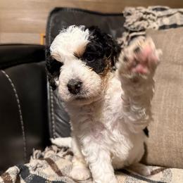 Daisey - Tri-color female Bernedoodle puppy in Jim Falls, Wisconsin from Pup Paw-fection