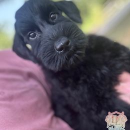 Stella (Girl 7) - Black female Giant Schnauzer puppy in Bois D’arc, Missouri from Down Low Kennels formerly LNL’s Giant Schnauzers and T9 Giants