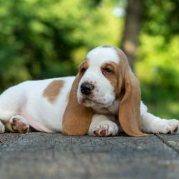 Boy 4 - Red and white male Basset Hound puppy in Harwood, Missouri from Bar H Farms