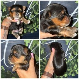 Cooper - Black and gold male Morkie puppy in Cleveland, Tennessee from Moody’s Morkies and More