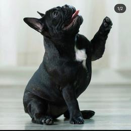 French Bulldog Puppies from Legend French Bulldogs