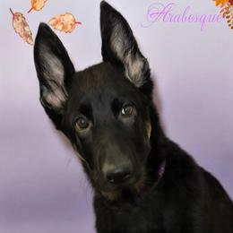 Arabesque - Black and cream female German Shepherd puppy in De Land, Florida from 3B’s Animal Artistry