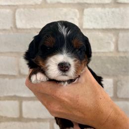 Padme - Tri-color female Bernedoodle puppy in Ogden, Utah from Salty Point Doodles