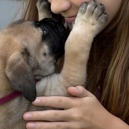 Bullmastiffs from Gracewood Bullmastiffs