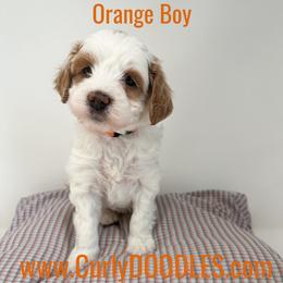 Orange Boy - Parti male Goldendoodle puppy in Taneytown, Maryland from Curlydoodles