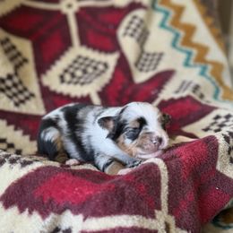 Yukon Gold - Black tri male Miniature Australian Shepherd puppy in Greenville, South Carolina from QC Homestead Miniature Australian Shepherds