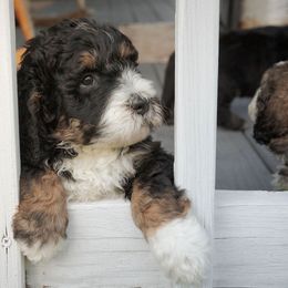 Bernedoodle Puppies from Joy's Dood Ranch