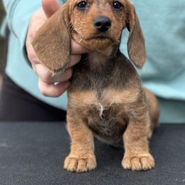Dachshund Puppies from Passport Dachshunds