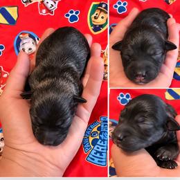 Jessy - Black male Miniature Schnauzer puppy in Ferndale, Washington from Blackhorse Schnauzers Washington state