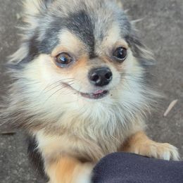 Sterling - Chihuahua