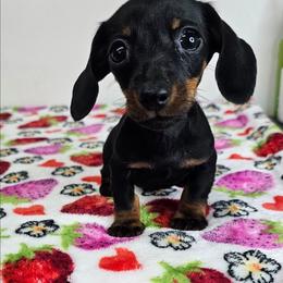 SUPER TINY Black and tan male. - Black and tan male Dachshund puppy in Belle Rive, Illinois from Akin's Miniature Dachshunds, LLC