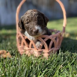 Aussiedoodle Puppies from Jojo the Denver Aussie