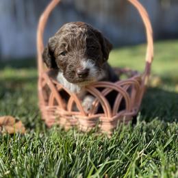 Aussiedoodle Puppies from Jojo the Denver Aussie