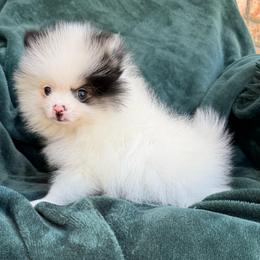 Panda - Black parti male Pomeranian puppy in San Jacinto, California from Savvypomeranians