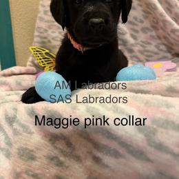 Little pink - Black female Labrador Retriever puppy in Wittmann, Arizona from AM Labradors
