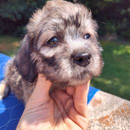 Girl 2 - Mustard female Dandie Dinmont Terrier puppy in Greenwood, South Carolina from Altpalme Dandie Dinmont Terriers
