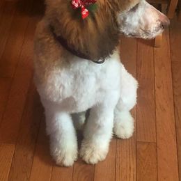 Aussiedoodle, Australian Shepherd, Miniature American Shepherd, and Poodle All Grown Up from Mammydoodles282