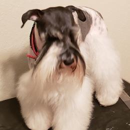 Sparky - Miniature Schnauzer